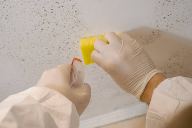 Best Attic Mold Removal  in USA