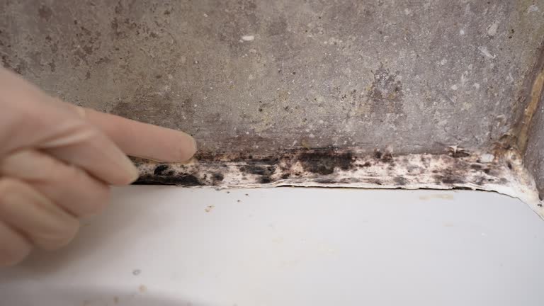 Best Mold Damage Restoration  in USA